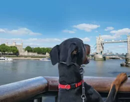 Voyage avec un chien en Grande-Bretagne