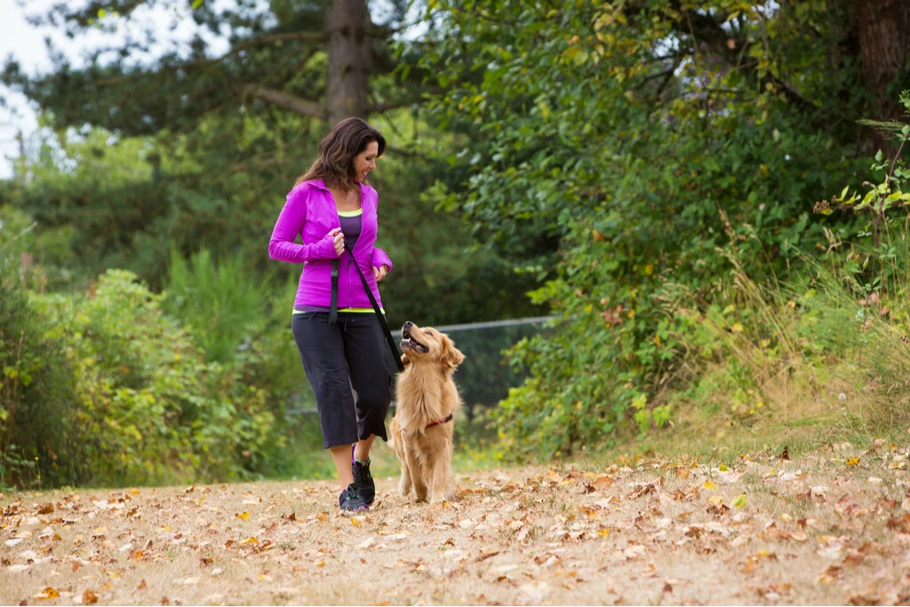 Un chien en promenade