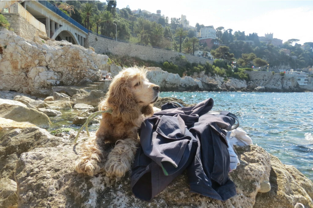 Un chien sur une plage du Var