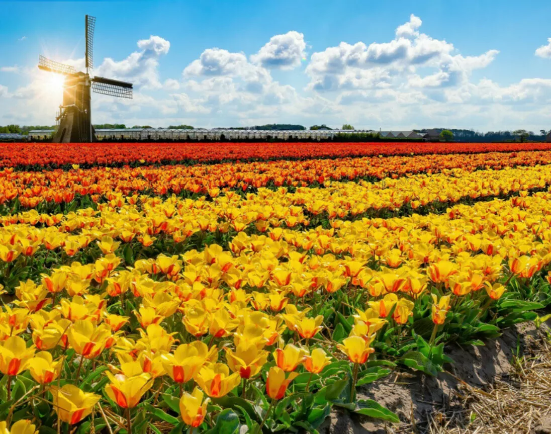 Tulipes multicolores en Hollande avec moulin