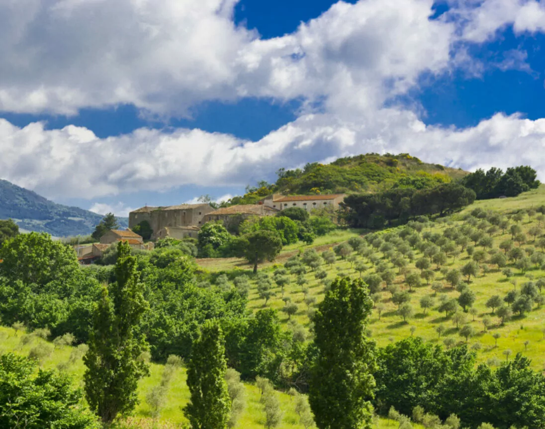champs d'oliviers en Sicile